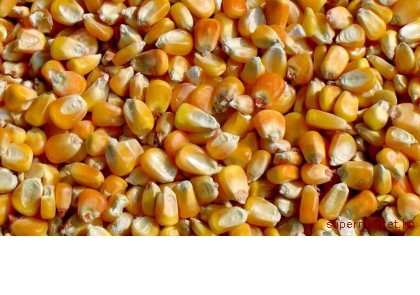 ���� 45 ����� ������ 97 ����� �������