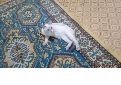 � ����� � ��������. ����� �������� �������  (4 ������) � ������ ����