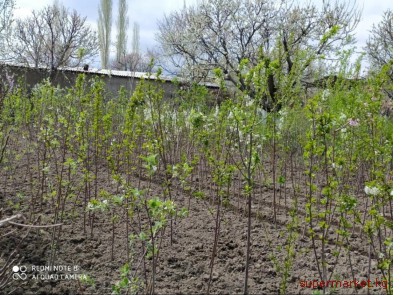 ������� ���� �����. �������� �������-������� ��������. � ������� ������������.